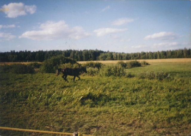 Original image